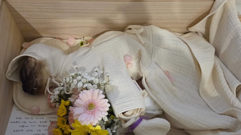 김정난 반려묘/인스타그램 캡처