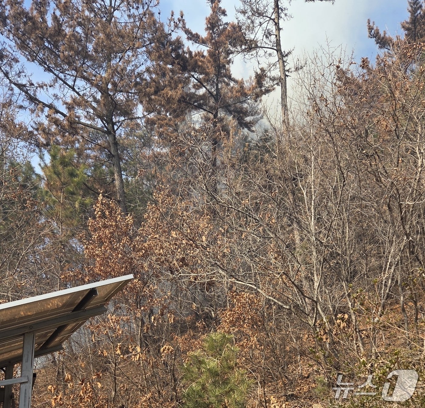 태안 근흥면 산불.(산림청 제공. 재판매 및 DB금지)