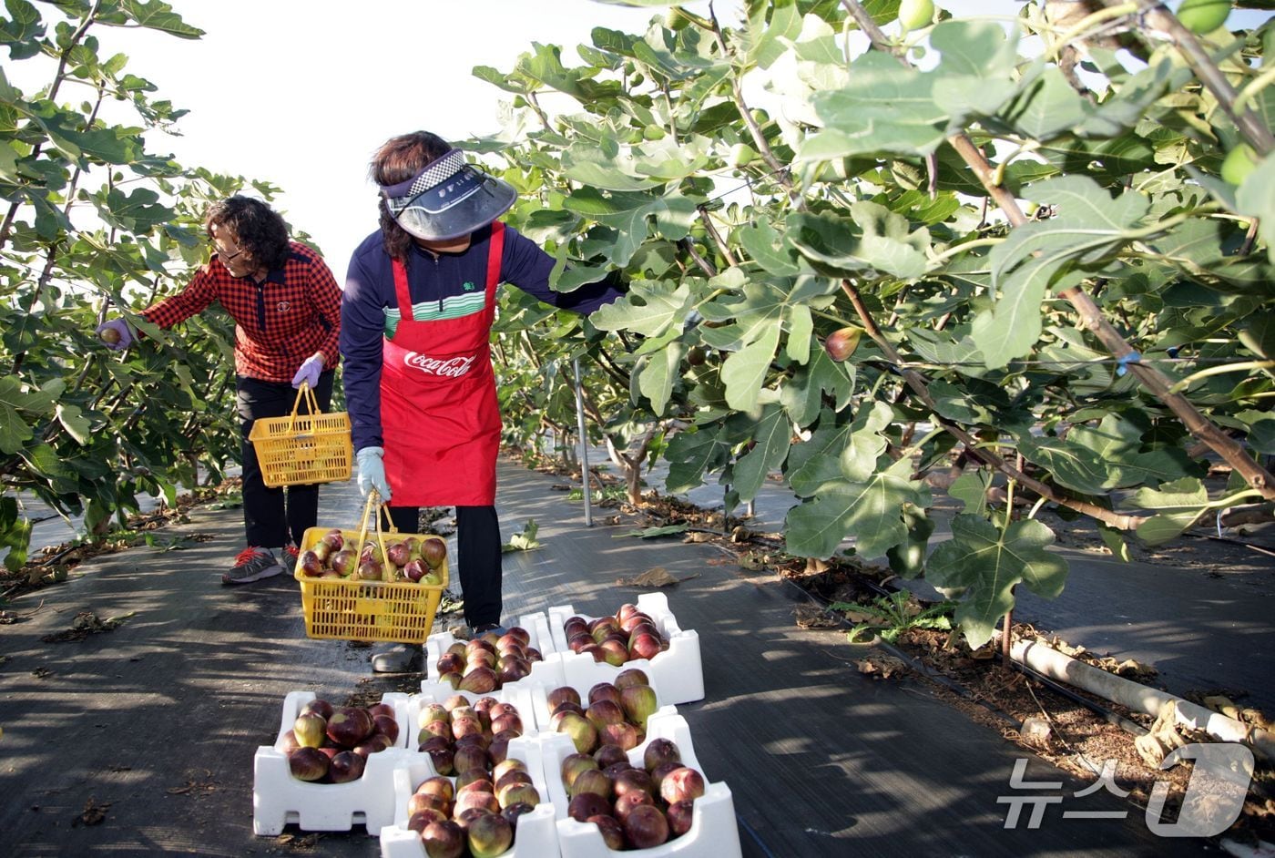농업 활동.(전남도 제공. 재판매 및 DB금지) 2026.2.16/뉴스1