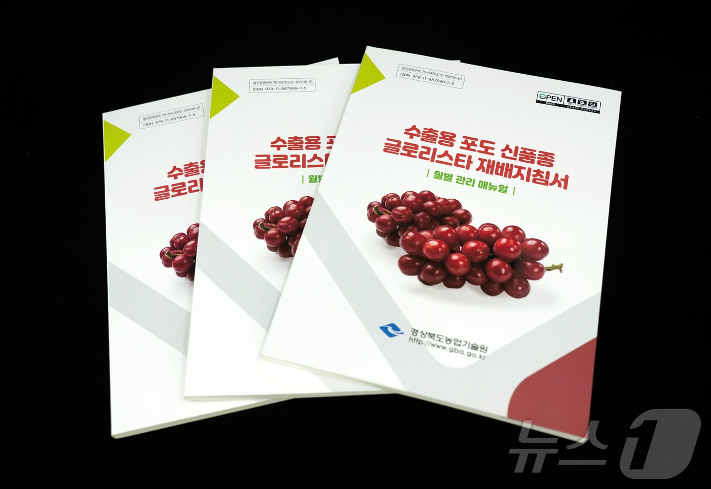 경북농업기술원이 수출용 포도 신품종 ‘글로리스타’ 재배 지침서를 발간했다. /뉴스1