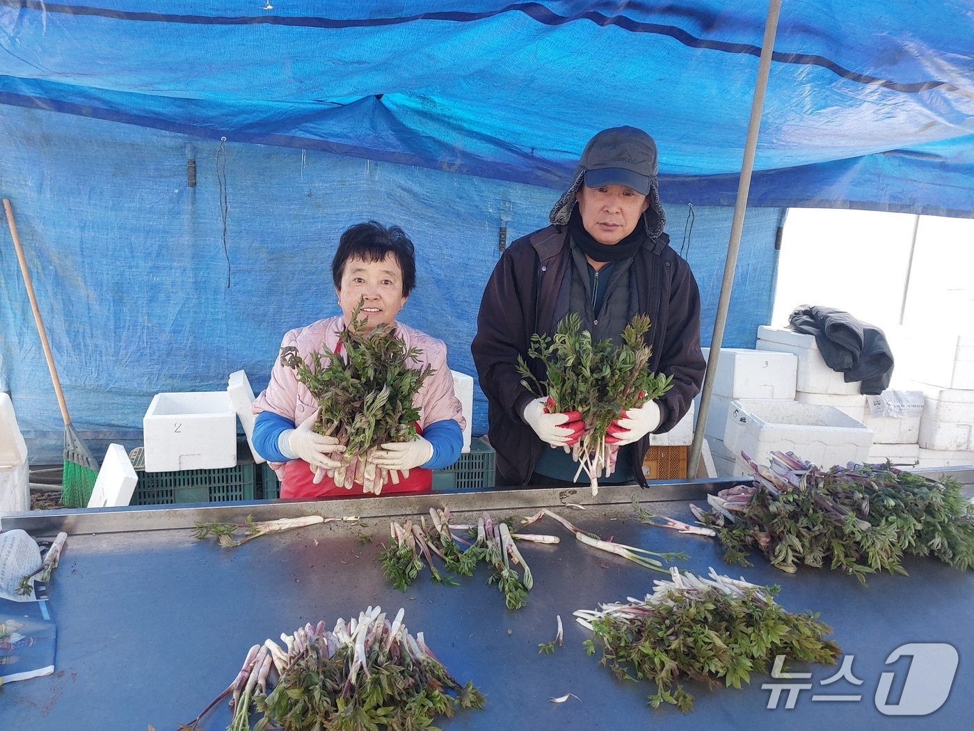 홍천 땅두릅.(홍천군 제공. 재판매 및 DB금지)/뉴스1
