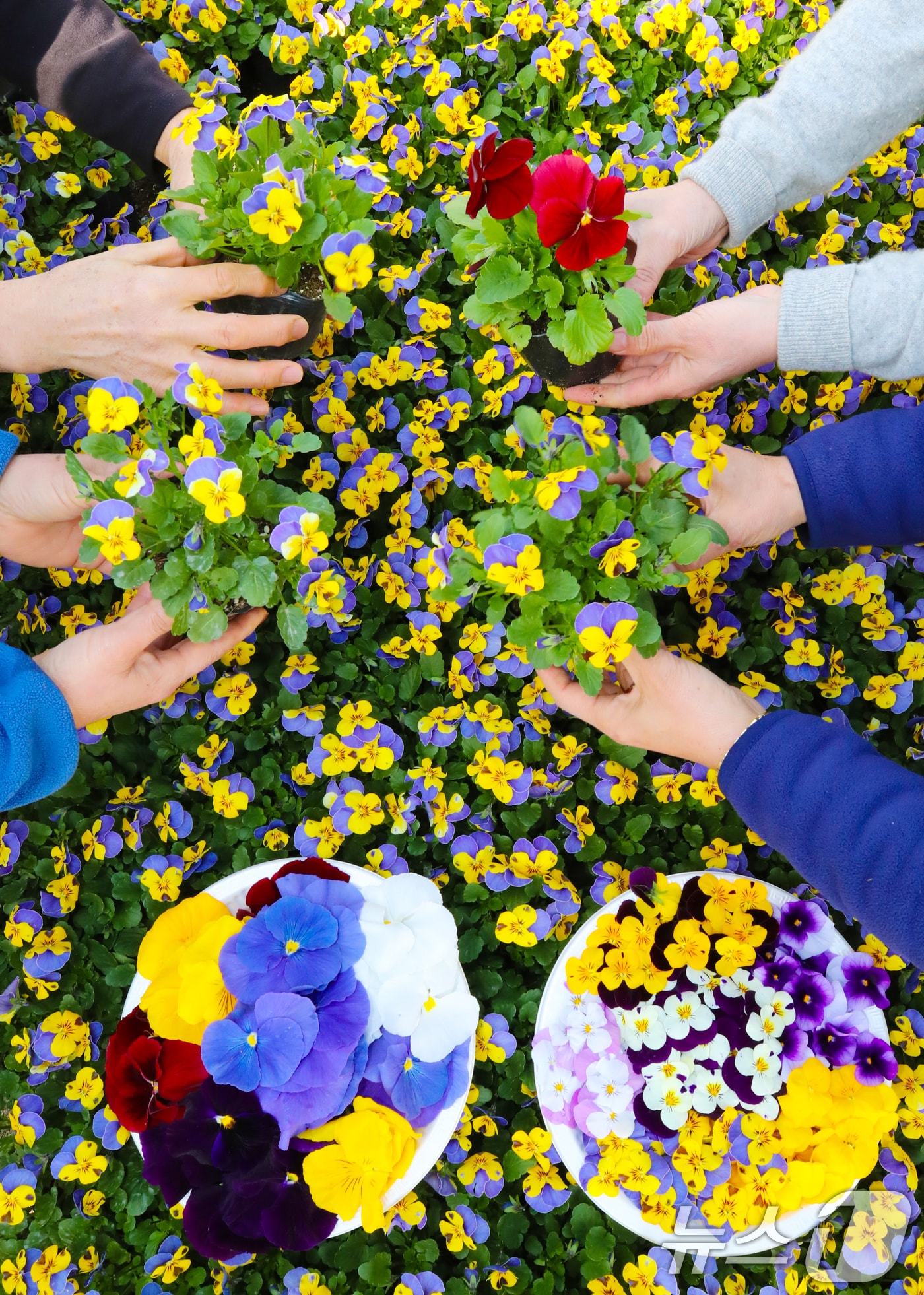 절기상 우수(雨水)인 19일 오전  양묘장에서 관계자들이 봄철 관내에 식재할 꽃들을 돌보고 있다. 2026.2.19 ⓒ 뉴스1 김기태 기자