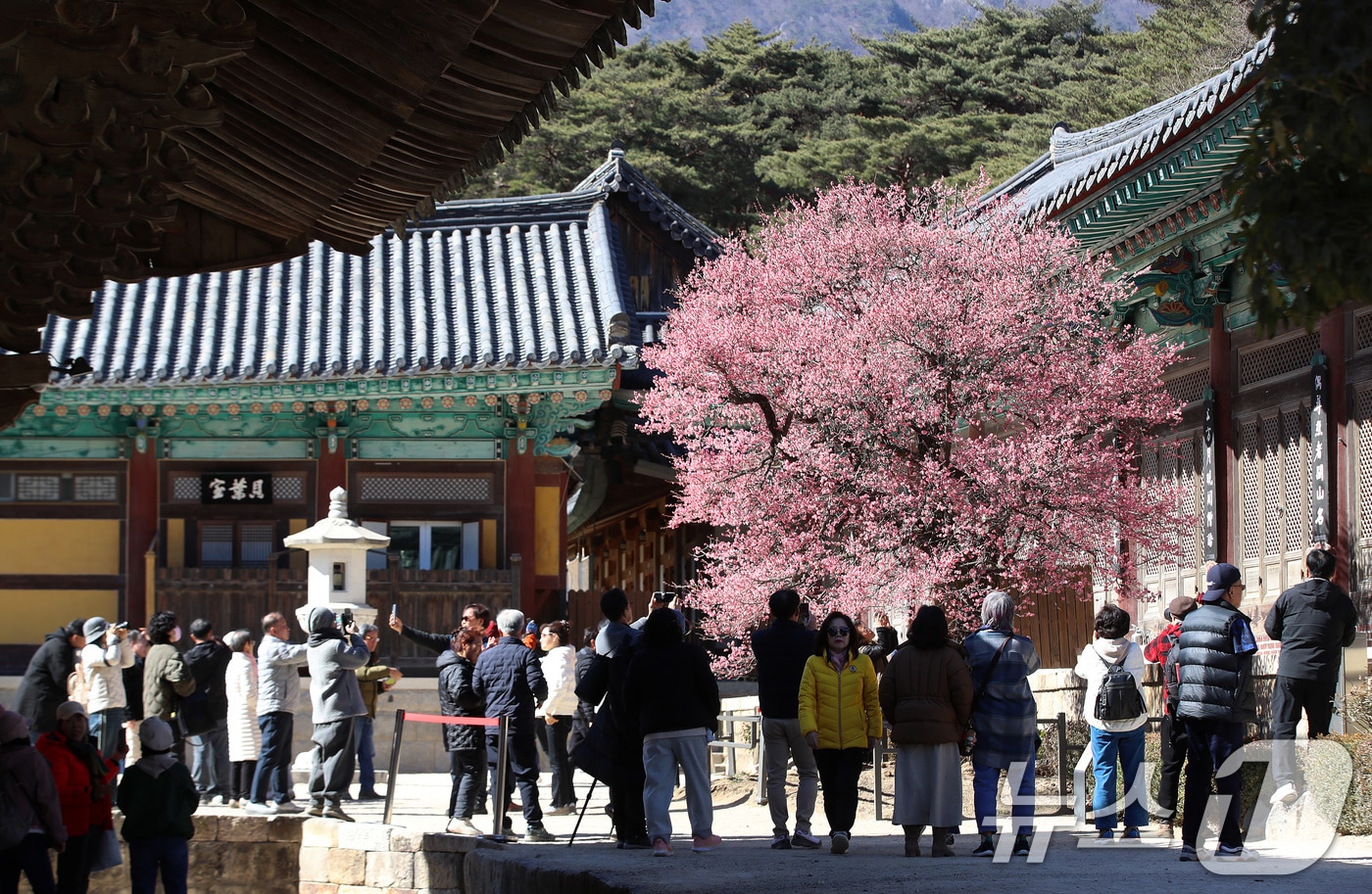 절기상 '우수(雨水)'인 19일 오후 경남 양산 하북면 통도사에서 시민들이 활짝 핀 홍매화를 감상하고 있다. 2026.2.19 ⓒ 뉴스1 윤일지 기자