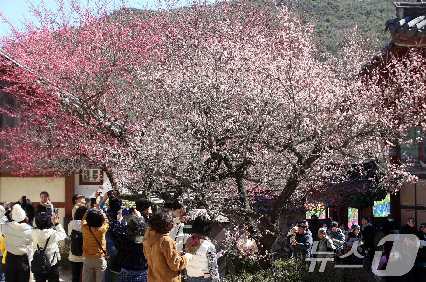 경남 양산 하북면 통도사에서 시민들이 활짝 핀 홍매화를 감상하고 있다. 2026.2.19 ⓒ 뉴스1 윤일지 기자
