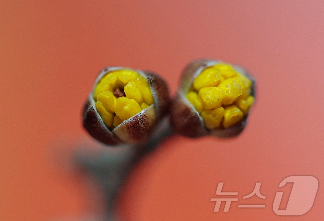 24절기 중 두 번째 절기 우수(雨水)인 19일 경남 함양군 함양군 하림공원 작은영화관 옆 가로수에 산수유가 꽃망울을 터트리고 있다. (함양군 제공. 재판매 및 DB 금지) 2026.2.19 ⓒ 뉴스1