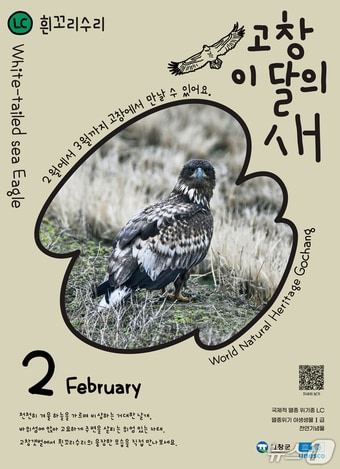 고창군이 2월 이달의 새로 흰꼬리수리를 선정했다.(고창군 제공. 재판매 및 DB금지)