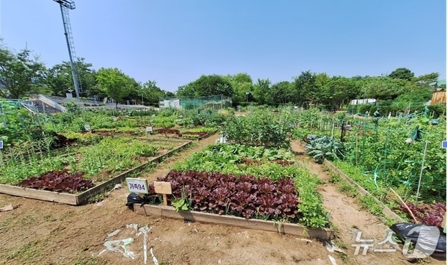 공영텃밭(인천 부평구 제공/뉴스1)