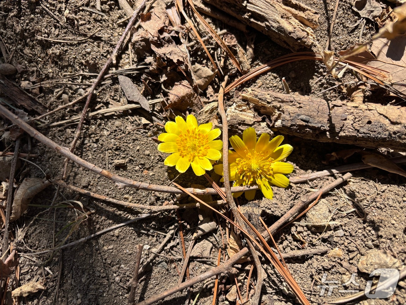 지리산에 개화한 복수초(국립공원공단 제공. 재판매 및 DB금지). 2026.2.19