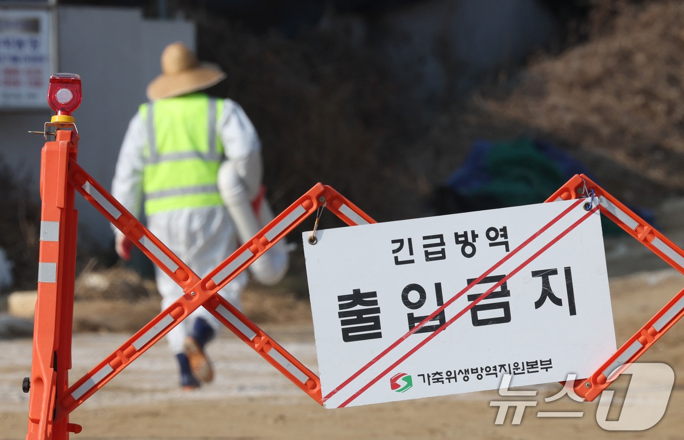 아프리카돼지열병(ASF) 자료사진, 2026.2.20 ⓒ 뉴스1 김영운 기자