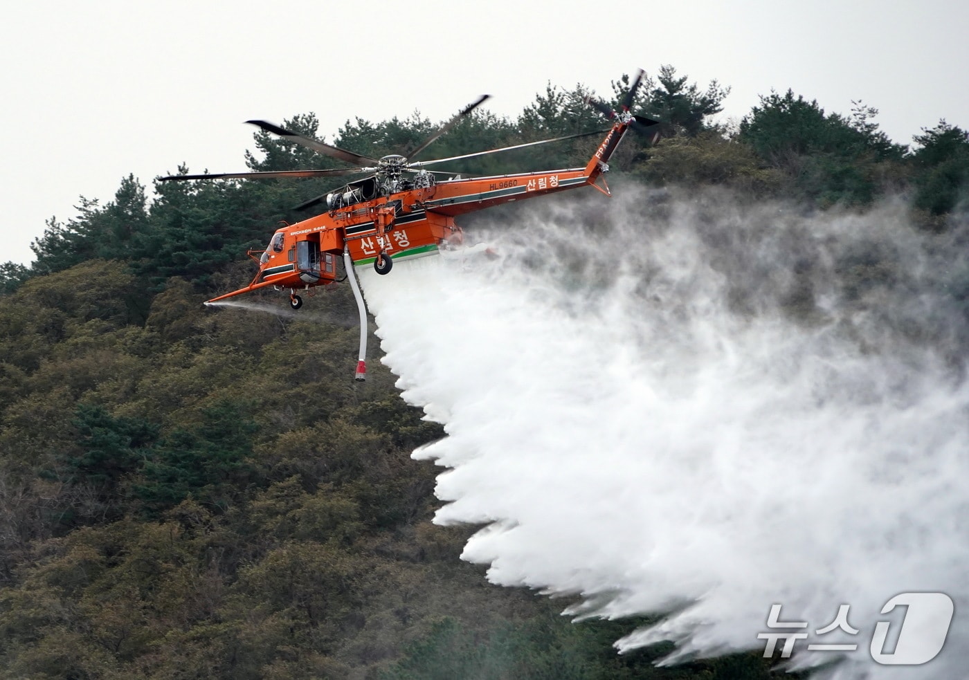 자료 사진.(산림청 제공. 재판매 및 DB금지)