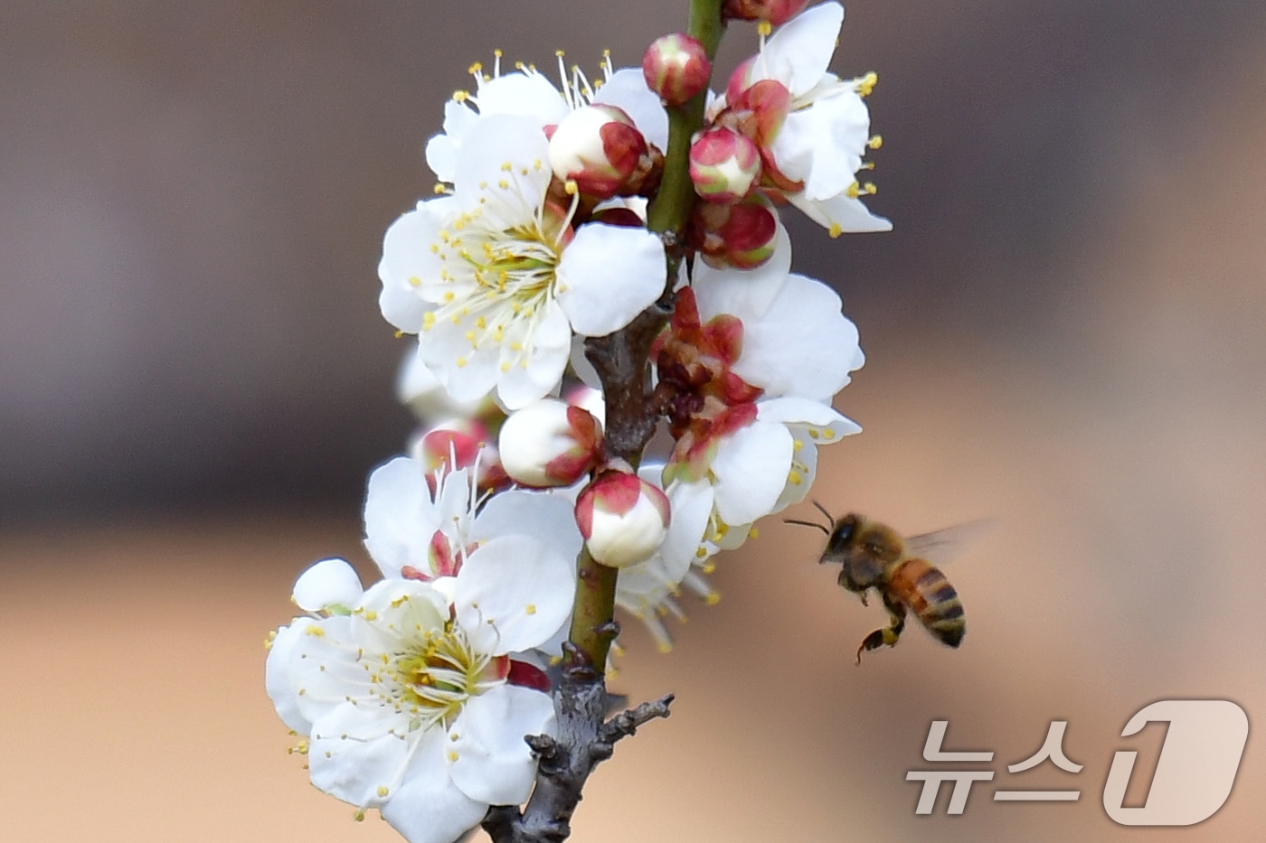 22일 오후 야산에서 꿀벌들이 매화꽃으로 날아들고 있다. 2026.2.22 ⓒ 뉴스1 최창호 기자