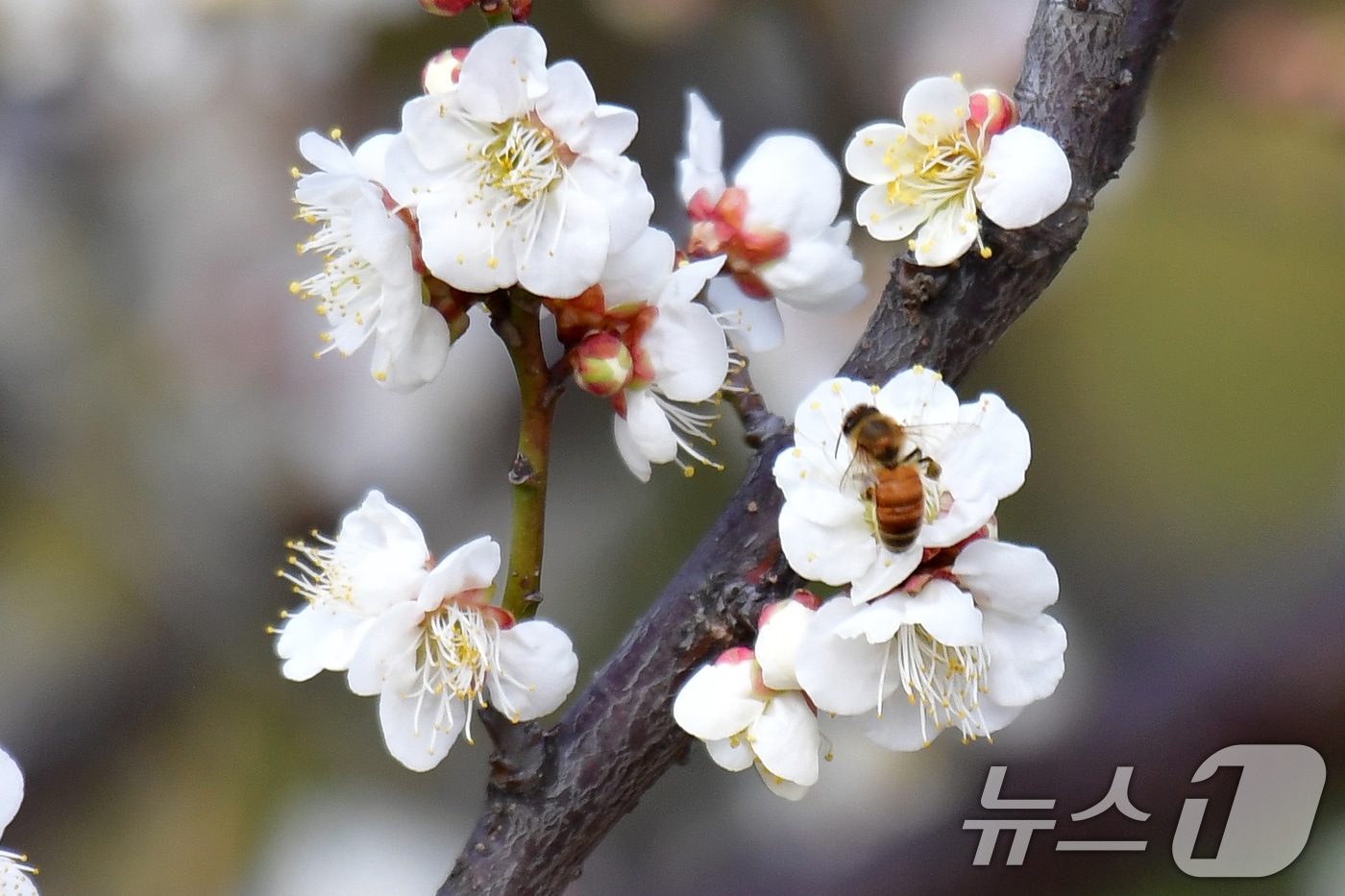 대구·경북 비 또는 눈 예보 관련 이미지