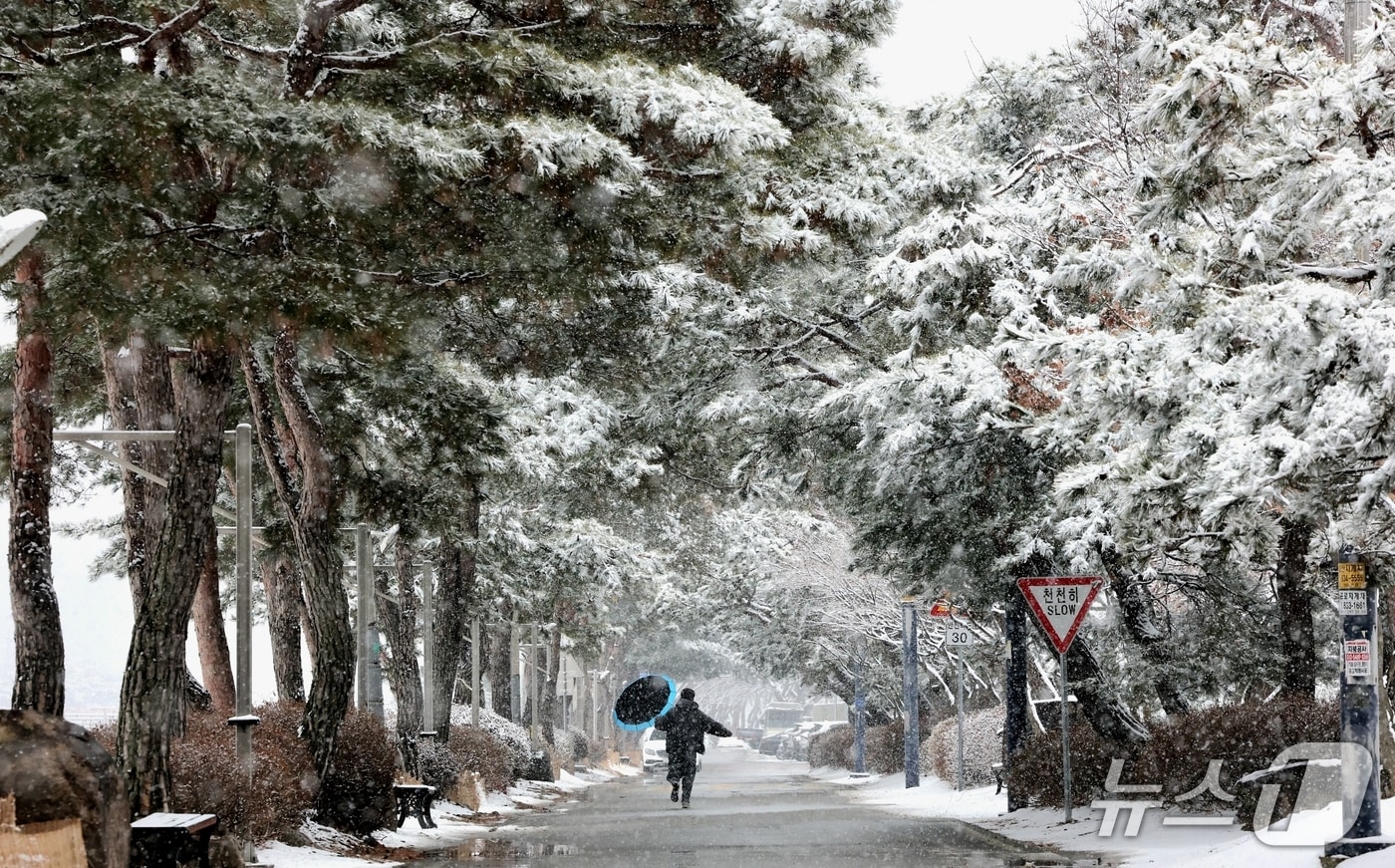 24일 하얀 눈이 소복이 내려앉은 충북 괴산군 동진천변 소나무길이 겨울 정취를 물씬 풍기고 있다.(괴산군 제공, 재판매 및 DB금지)/뉴스1