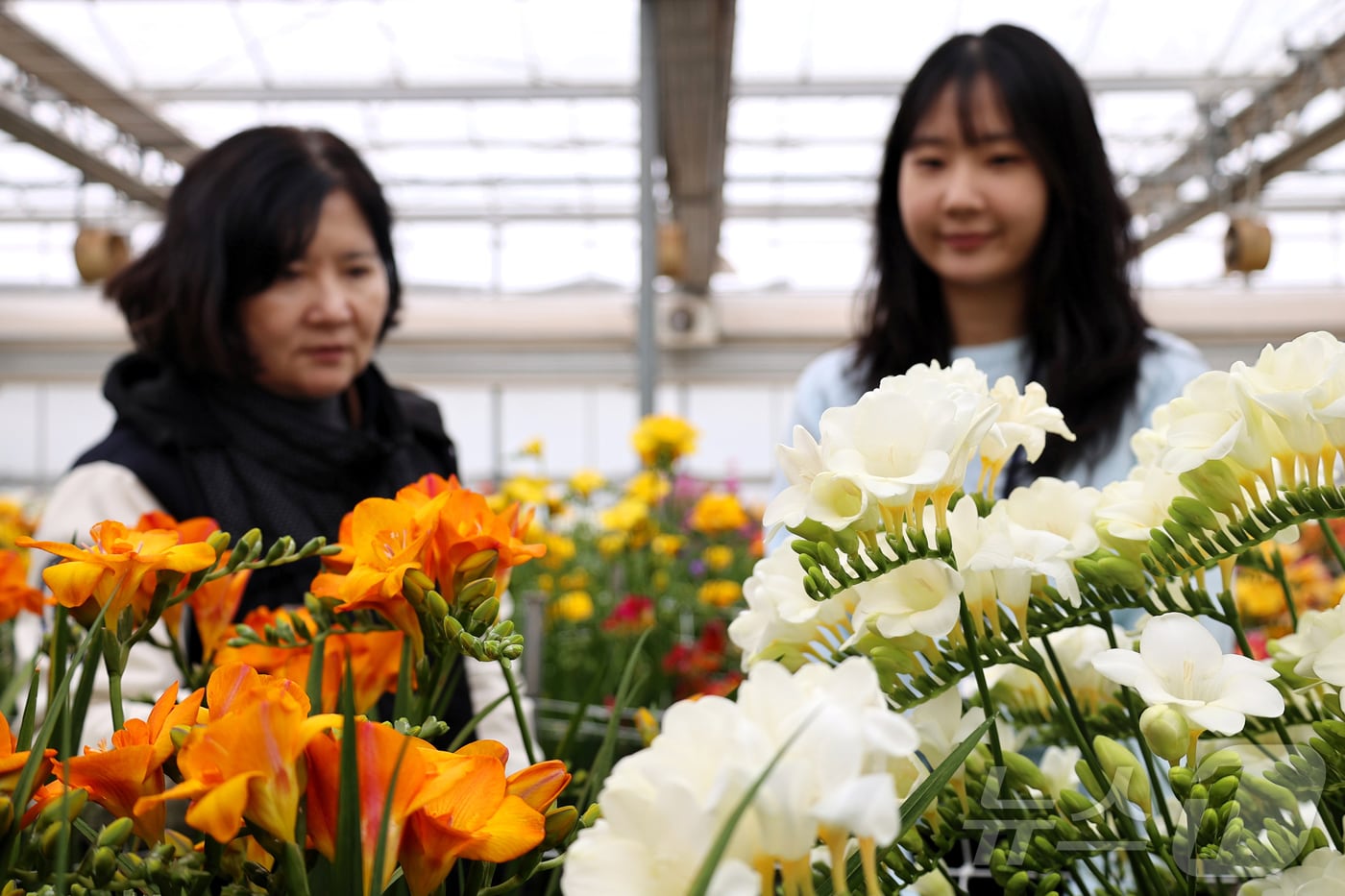 지난 24일 전북특별자치도 완주군 이서면 농촌진흥청 국립원예특작과학원 온실에서 프리지어 평가회가 열린 가운데, 화훼 평가단이 다양한 색상의 국내 육성 프리지어 품종을 살펴보고 있다. (농촌진흥청 제공. 재판매 및 DB 금지)/뉴스1