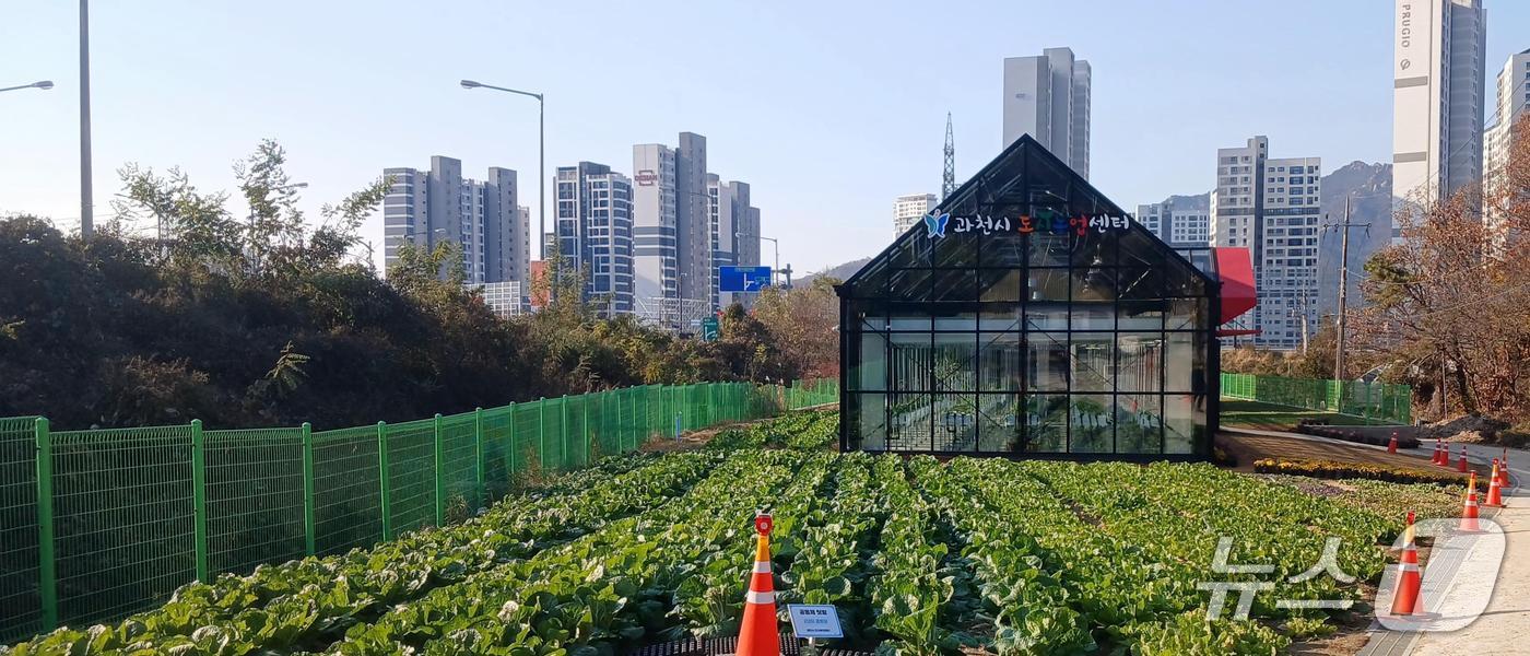 도시농업 텃밭.(과천시 제공)