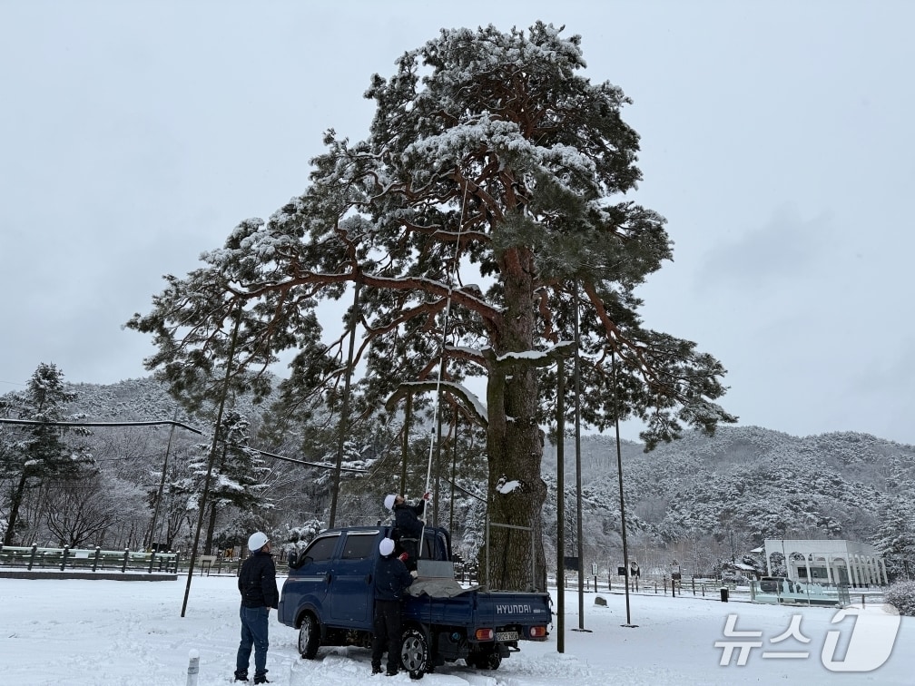 24일 충북 보은군청 직원들이 정이품송(正二品松:천연기념물 103호) 가지 위에 쌓인 눈을 털어내고 있다.(보은군 제공. 재판매 및 DB금지) /뉴스1     