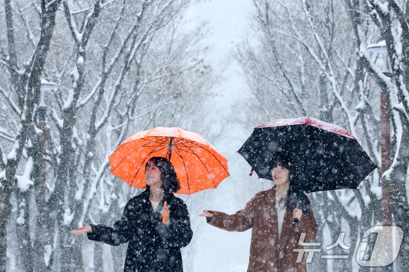 대전 서구 보라매공원에서 시민들이 우산을 쓰고 지나고 있다. 2026.2.24 ⓒ 뉴스1 김기태 기자