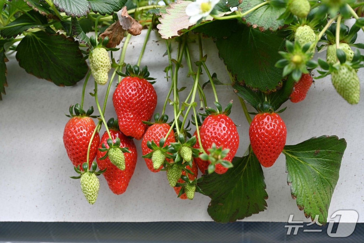  홍성 딸기. / 뉴스1