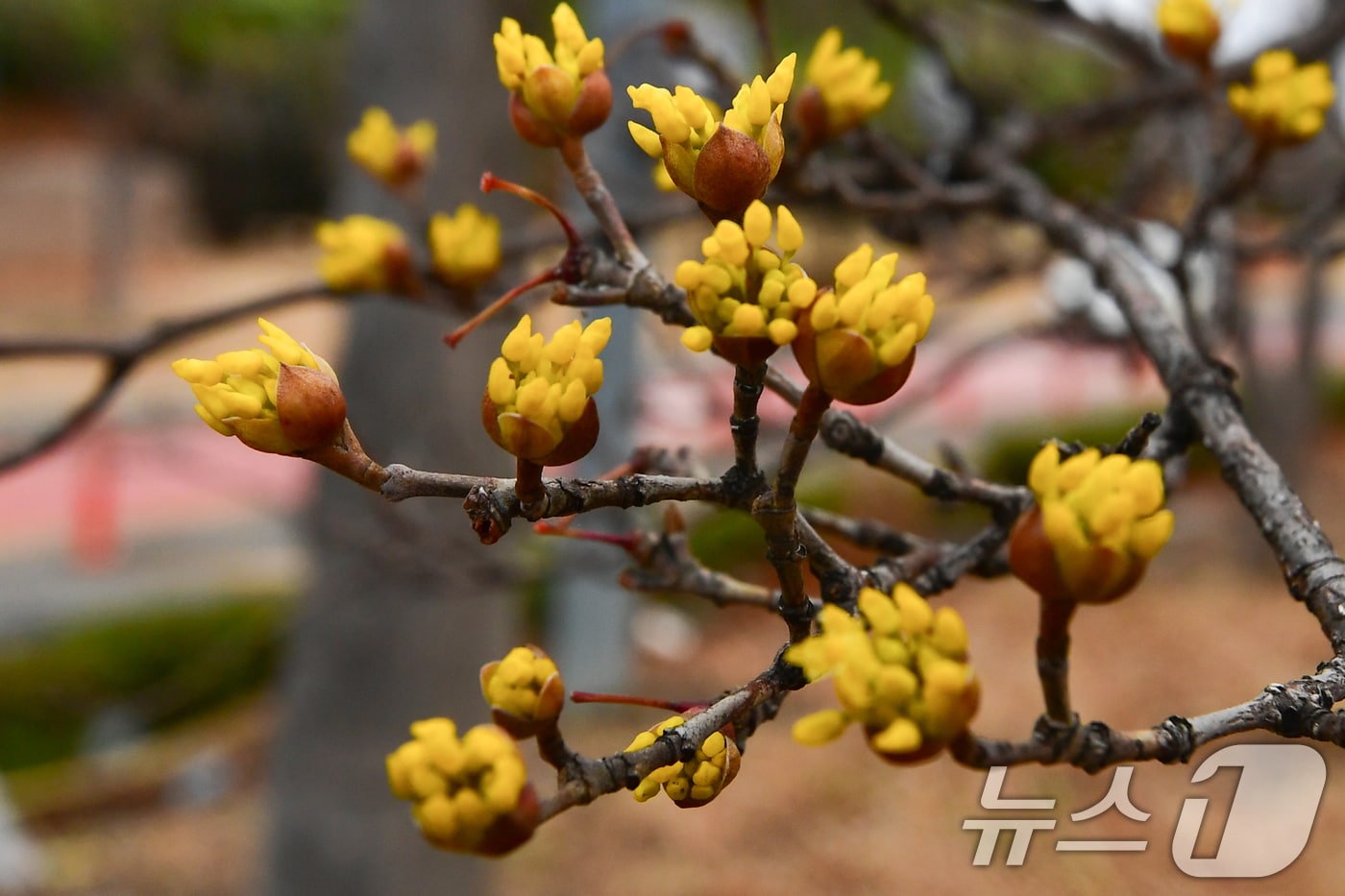 25일 경북 포항시 남구 철길숲 도로 인근에 산수유가 노란 꽃망울을 터트렸다.2026.2.25 ⓒ 뉴스1 최창호 기자