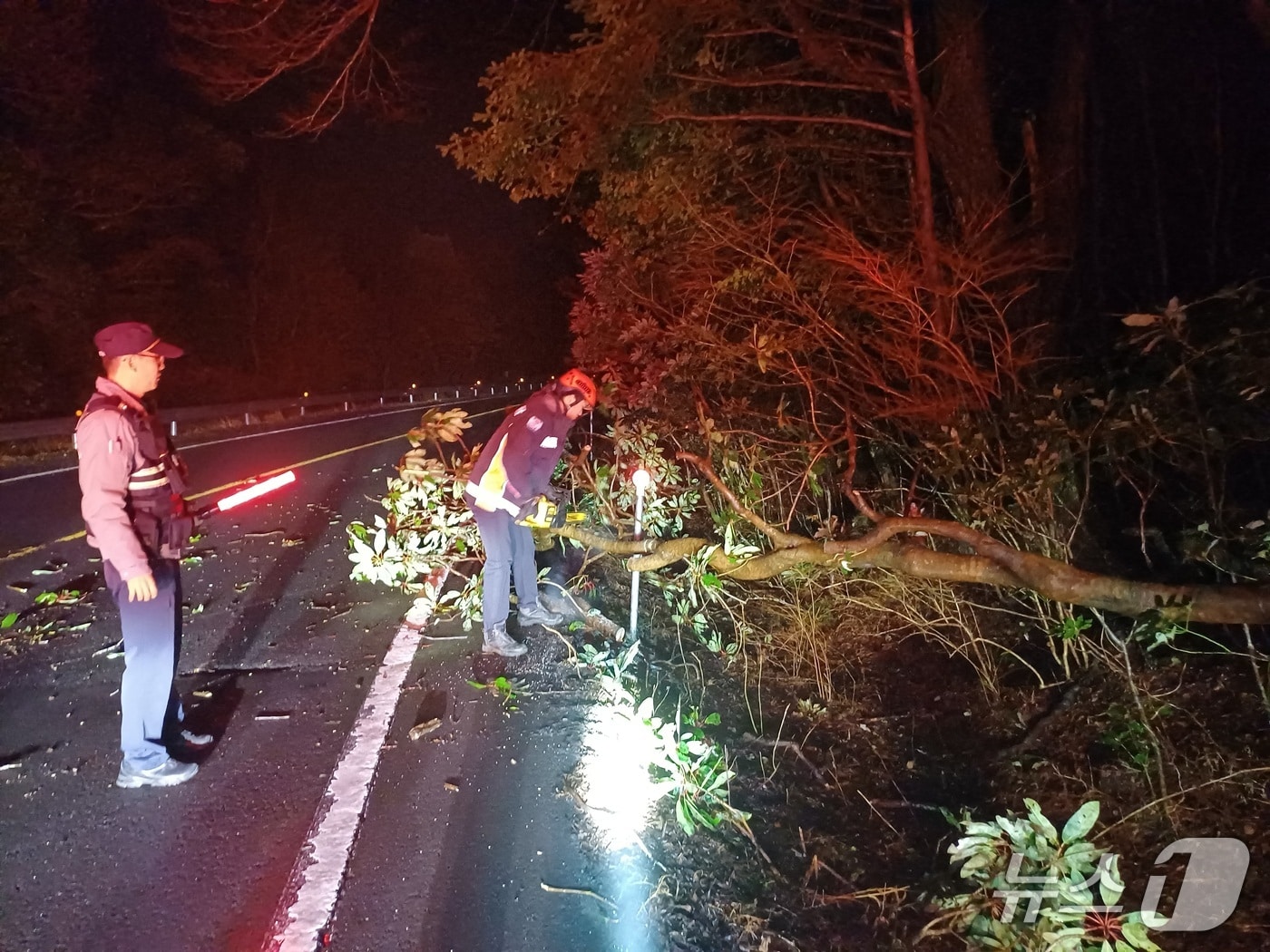 강풍에 쓰러진 나무 수습하는 소방대원. (제주소방본부 제공. 재판매 및 DB금지)/뉴스1