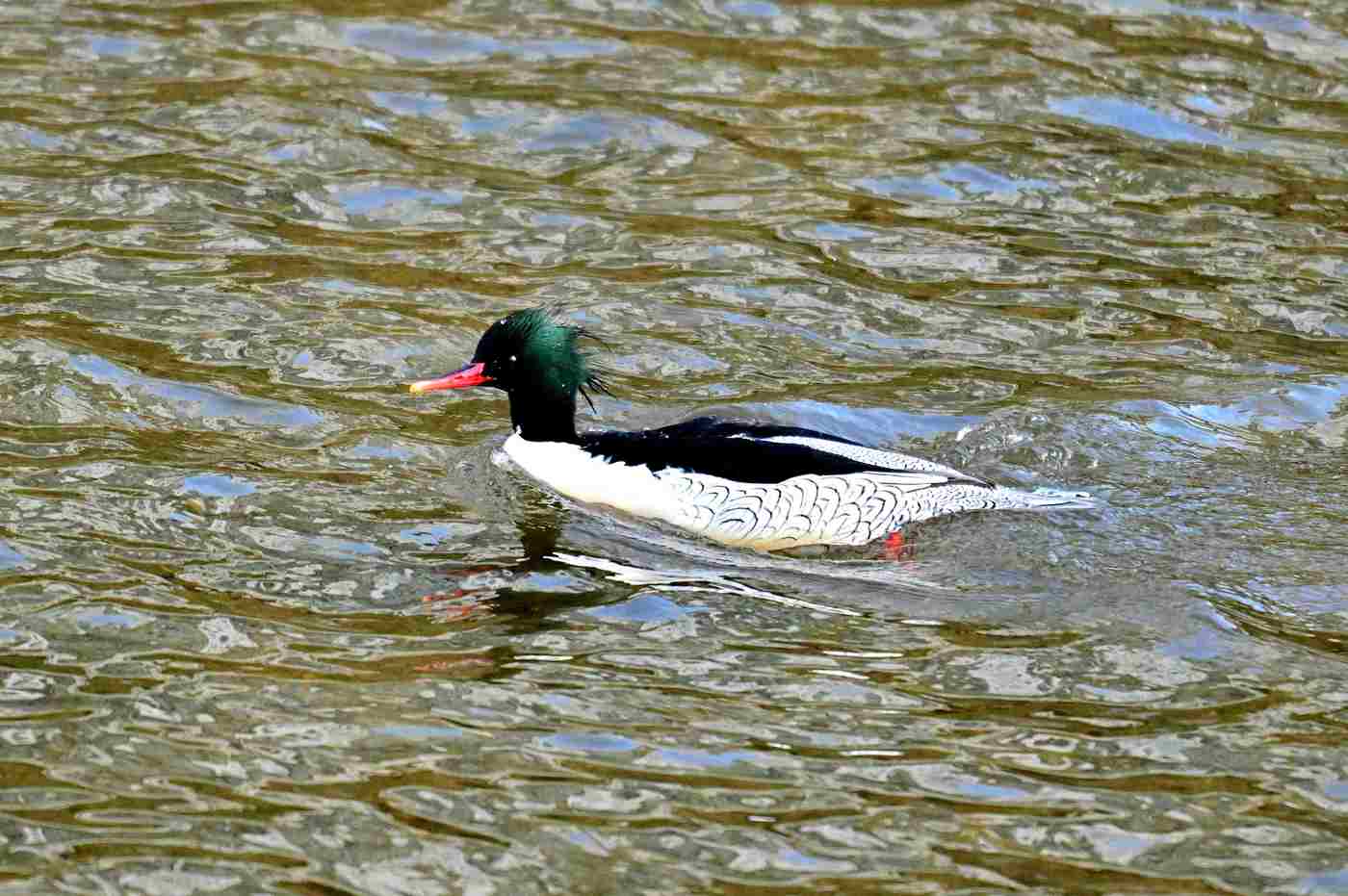 중랑천-청계천 합류부에서 발견된 호사비오리 수컷(성동구 제공)