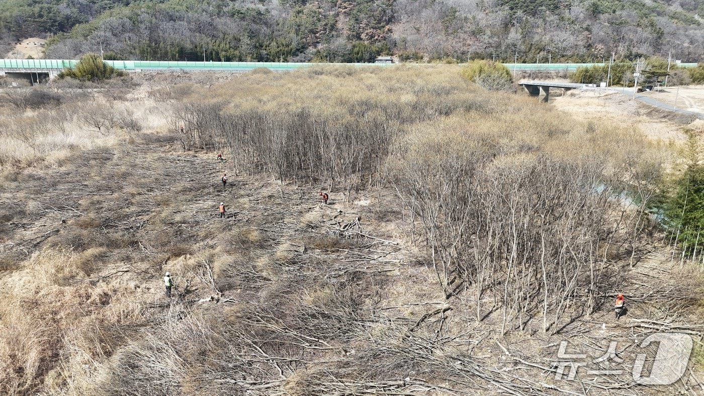 남강댐 저수지의 바들류(남강댐지사 제공. 재판매 및 DB금지).