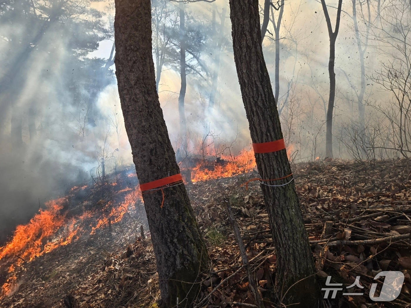 강원 인제군 인제읍 덕적리 산불 상황.(산림청 제공, 재판매 및 DB금지)