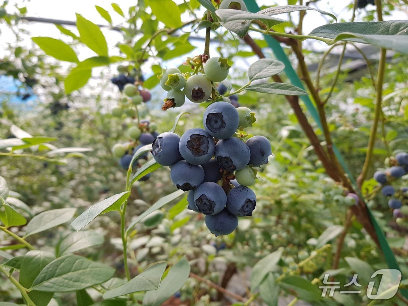 곡성군  올해 첫 블루베리 수확(곡성군 제공)