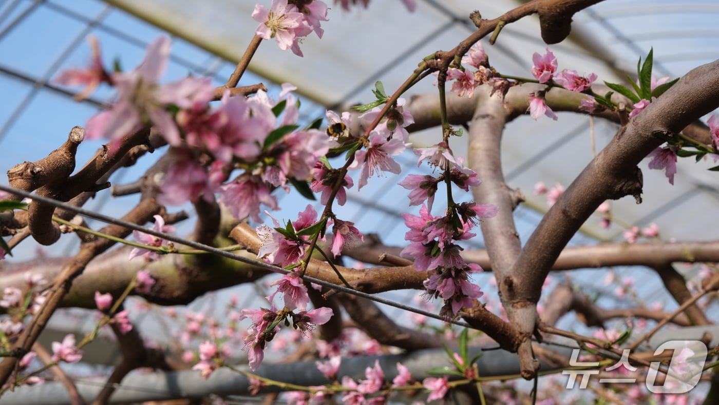 영동군 황간면 금계리 박정기 씨 농가의 시설하우스 내 복숭아나무가 이달 초순부터 붉은색 꽃송이를 터트리기 시작했다. (영동군 제공. 재판매 및 DB금지) /뉴스1