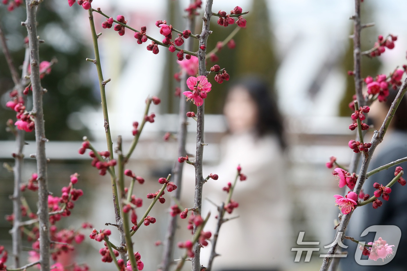 26일 대구 도심에서 빨갛게 꽃망울을 터뜨린 홍매화가 봄소식을 전하고 있다. 2026.2.26 ⓒ 뉴스1 공정식 기자