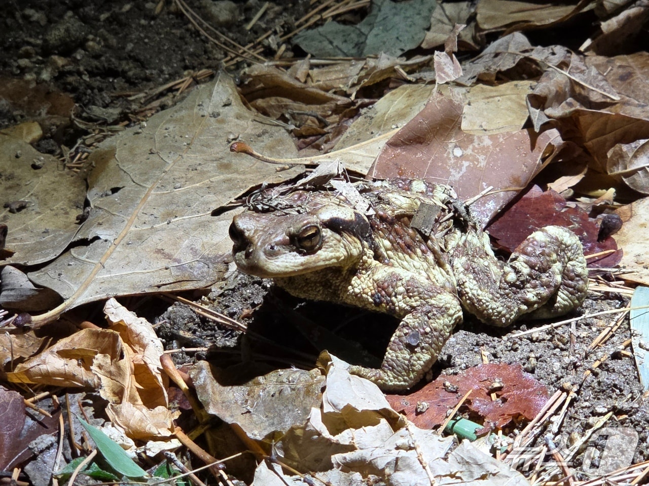 대구 수성구 욱수산에서 망월지로 이동하고 있는 성체 두꺼비.(대구 수성구 제공.재판매 및 DB 금지)
