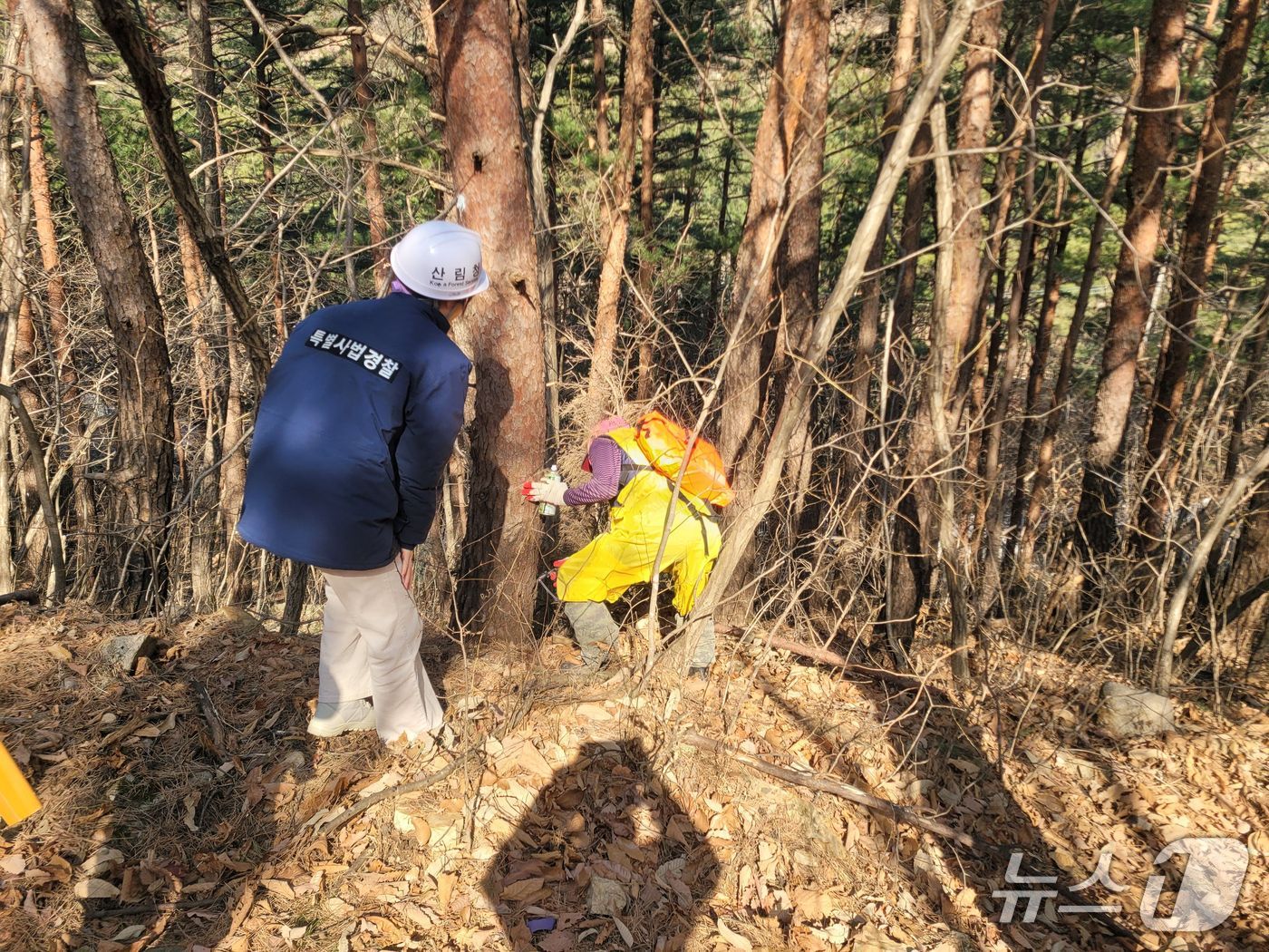 소나무재선충병 예방나무 사업지 점검.(동부산림청 제공, 재판매 및 DB 금지) 2026.2.27/뉴스1