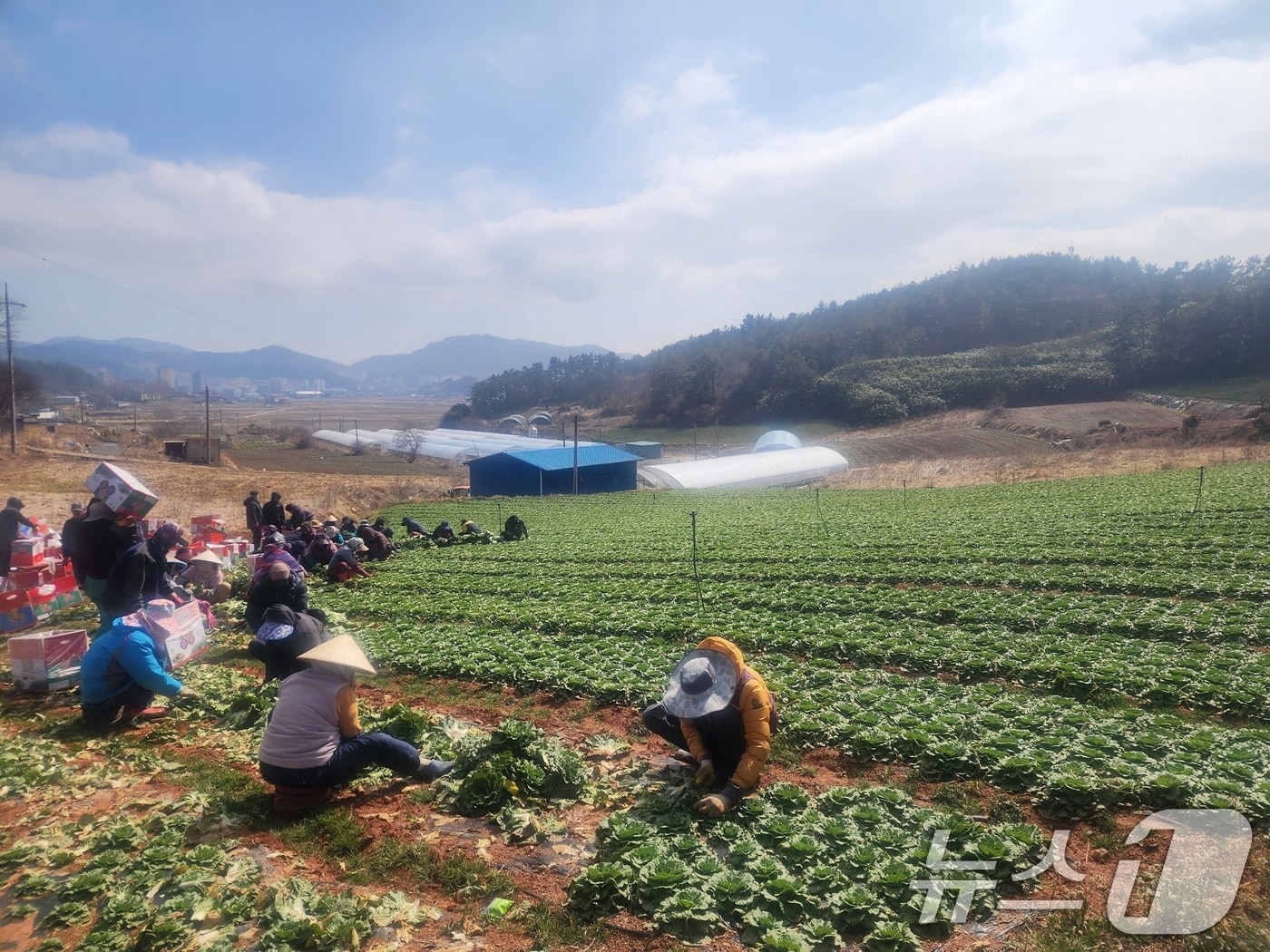 강호동 봄동 먹방 열풍 관련 이미지