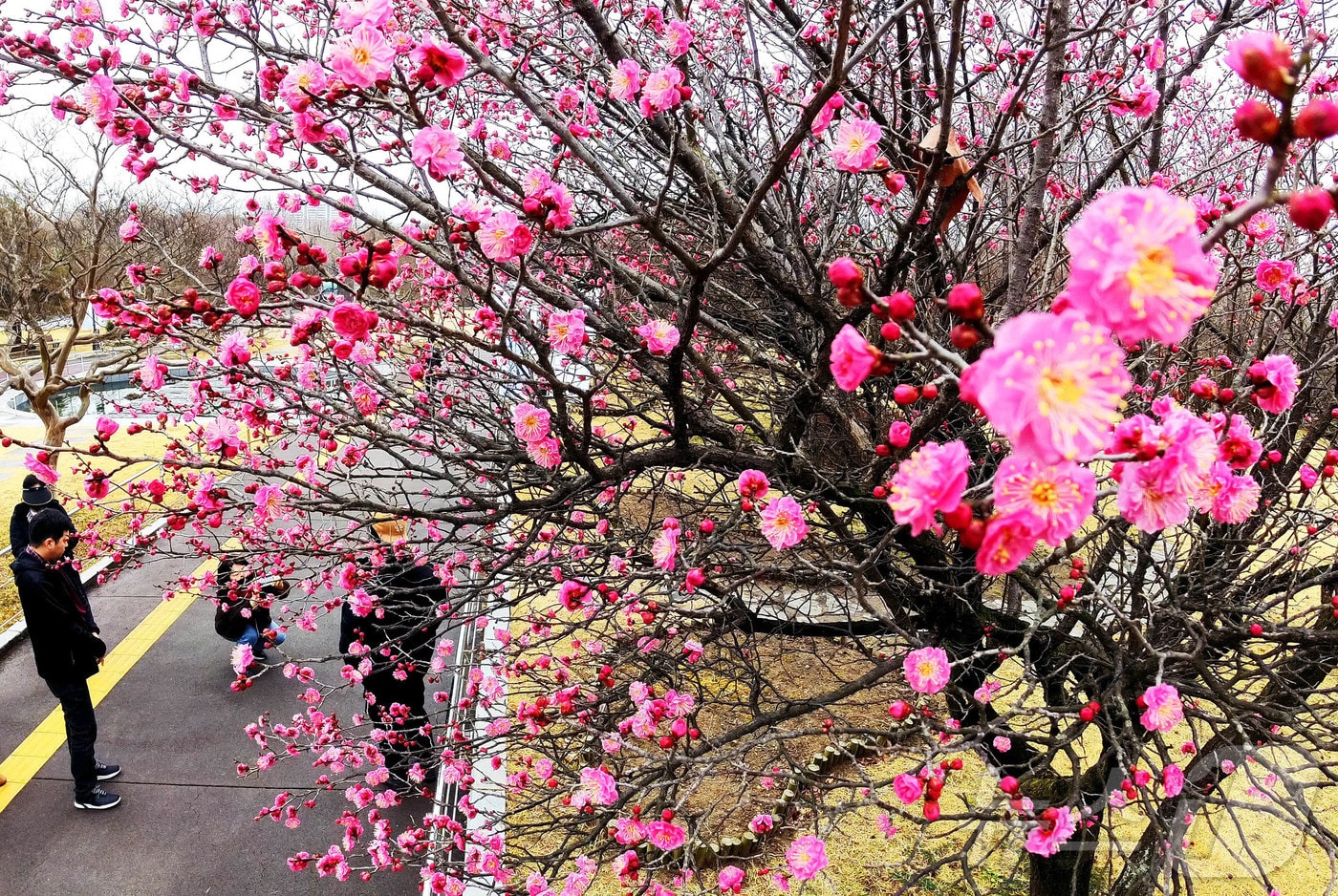 오전 한때 비가 내린 27일 광주 북구 매곡동 국립광주박물관 잔디 마당에 홍매화가 만개해 관람객들의 발길을 사로잡고 있다.(광주 북구 제공. 재판매 및 DB 금지) 2026.2.27 ⓒ 뉴스1 박지현 기자