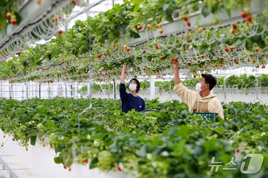 밀양시 삼랑진읍에 조성된 스마트팜 혁신밸리에서 고품질 딸기를 수확하는 모습.(밀양시 제공. 재판매 및 DB금지)