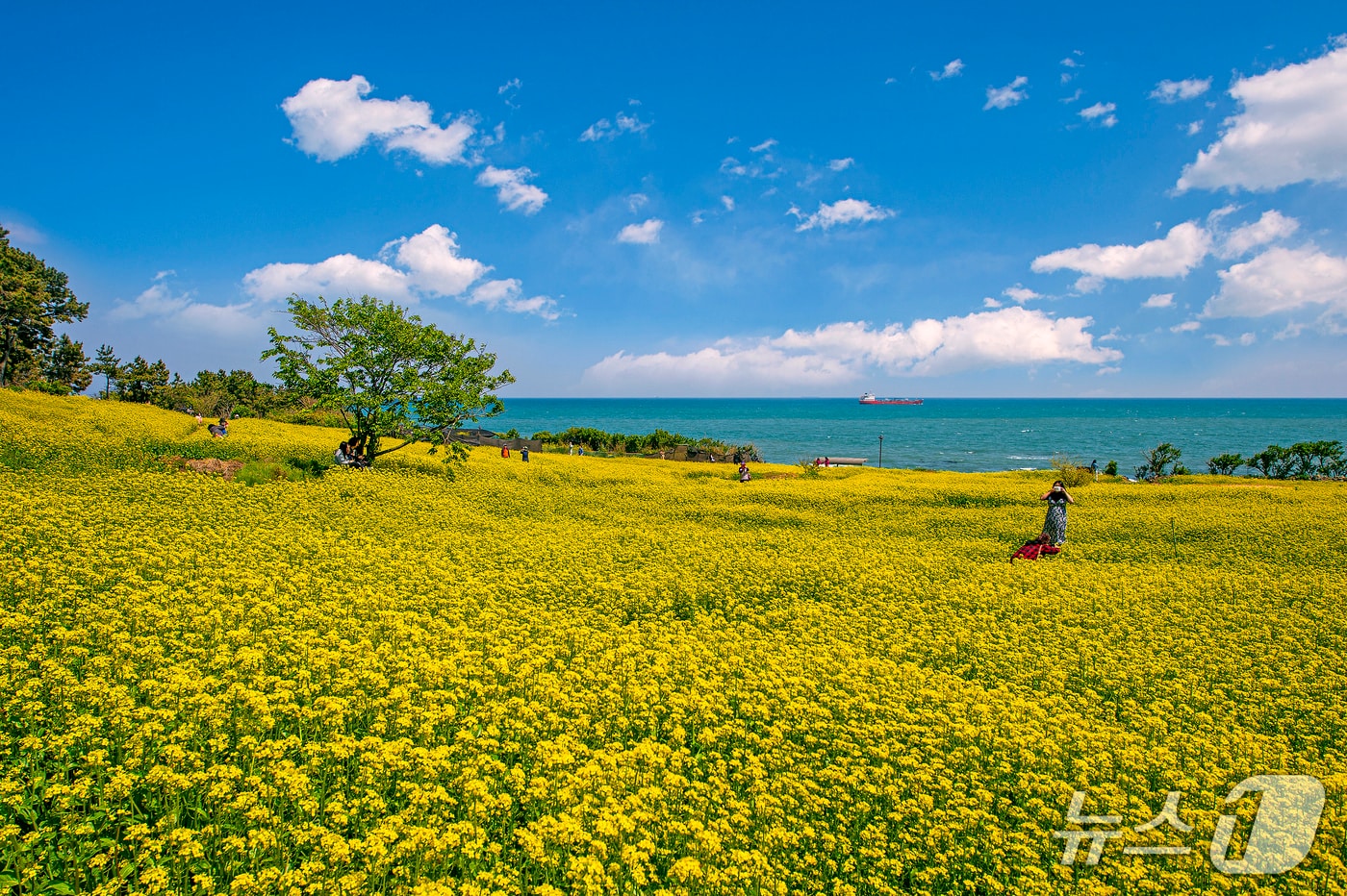 울산 동구 대왕암공원 해안둘레길.(울산 동구 제공. 재판매 및 DB금지)/뉴스1