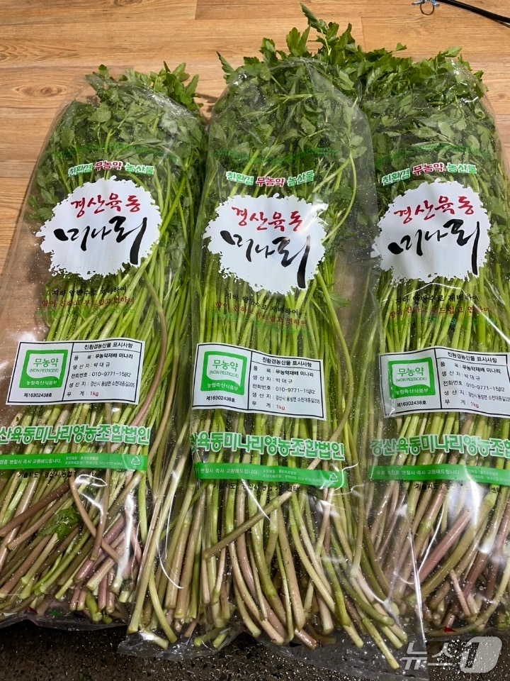 경산 육동 미나리가 27일 출하됐다. (경산시 제공. 재판매 및 DB금지)/뉴스1