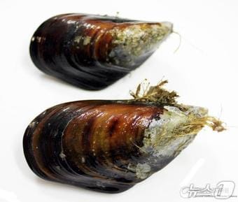 홍합 모습 (수과원 제공. 재판매 및 DB금지)