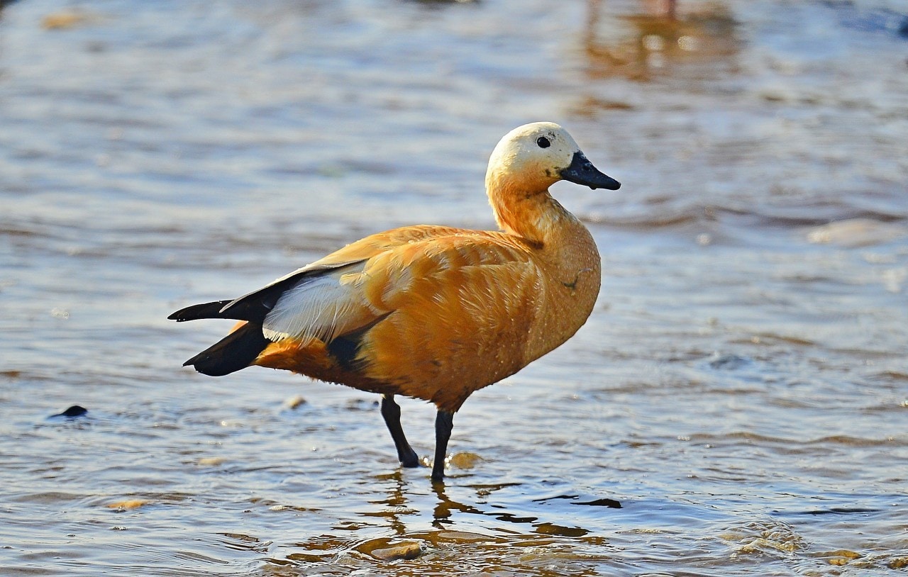  서천 월포 갯벌애서 포착된 암컷 황오리.(서천지속협 제공. 재판매 및 DB금지)/뉴스1