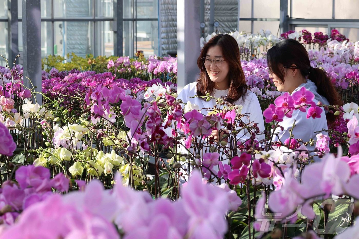 입춘을 하루 앞둔 3일, 전북 완주군 이서면 농촌진흥청 국립원예특작과학원 화훼 온실에서 연구원들이 평가회를 앞두고 팔레놉시스 생육 상태를 점검하고 있다. (농촌진흥청 제공. 재판매 및 DB 금지) 2026.2.3 ⓒ 뉴스1