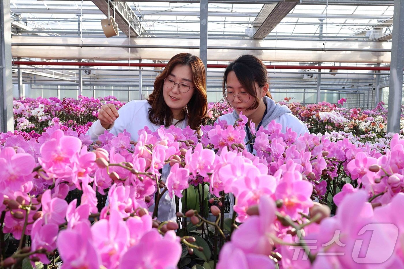 지난 3일, 전북특별자치도 완주군 이서면 농촌진흥청 국립원예특작과학원 화훼 온실에서 연구원들이 평가회를 앞두고 팔레놉시스 생육 상태를 점검하고 있다. (농촌진흥청 제공. 재판매 및 DB 금지) 2026.2.3 ⓒ 뉴스1