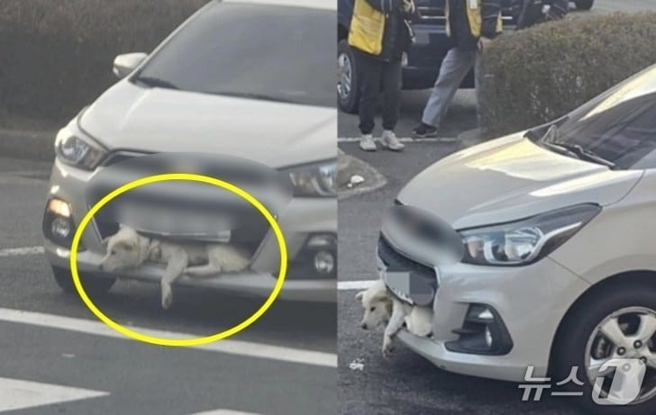 주행 중인 승용차 범퍼에 끼인 개.(동물단체 '케어' 제공. 재판매 및 DB금지)
