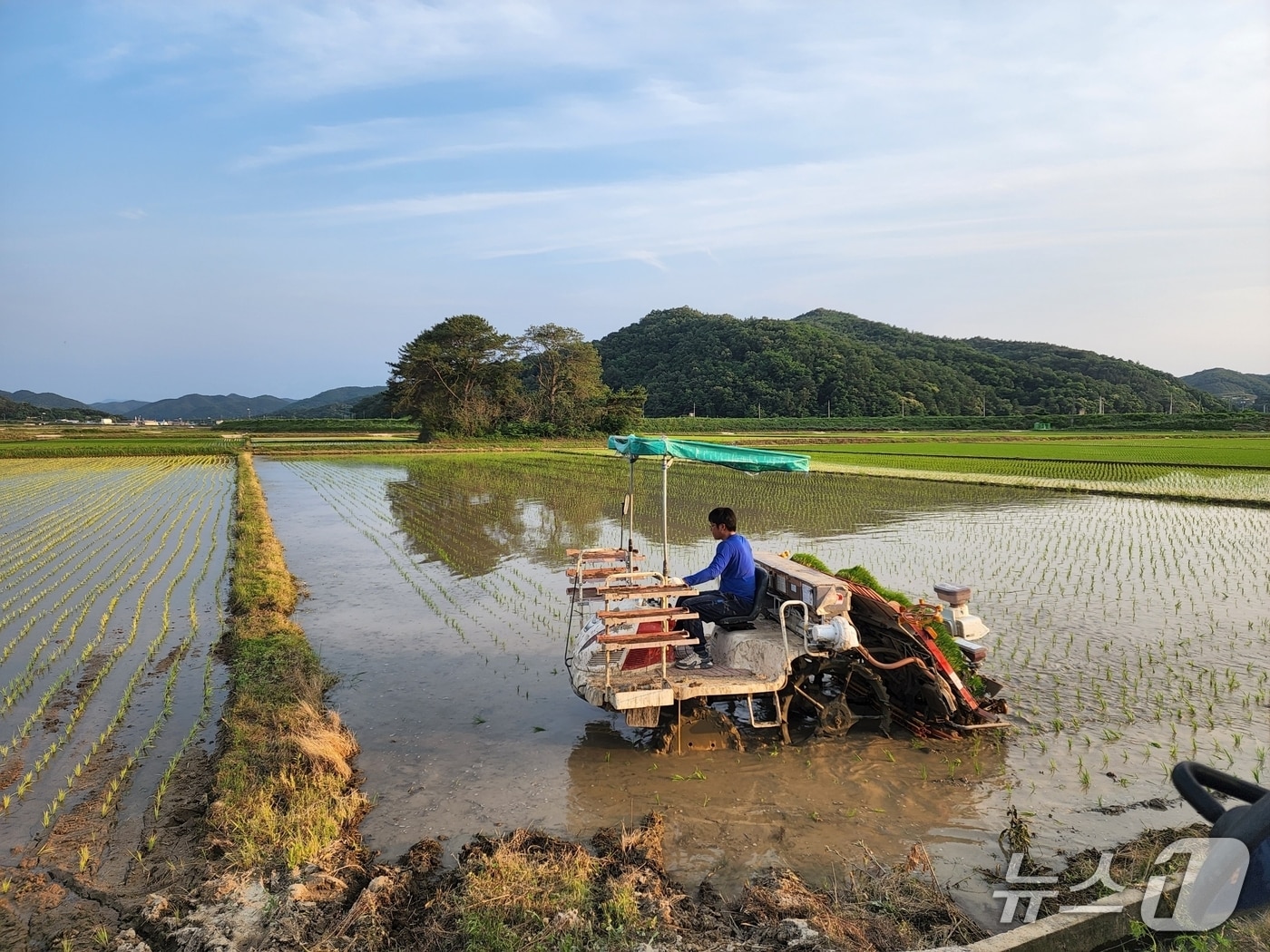구미시 영농대행단 작업 모습.(구미시 제공. 재판매 및 DB금지)/뉴스1