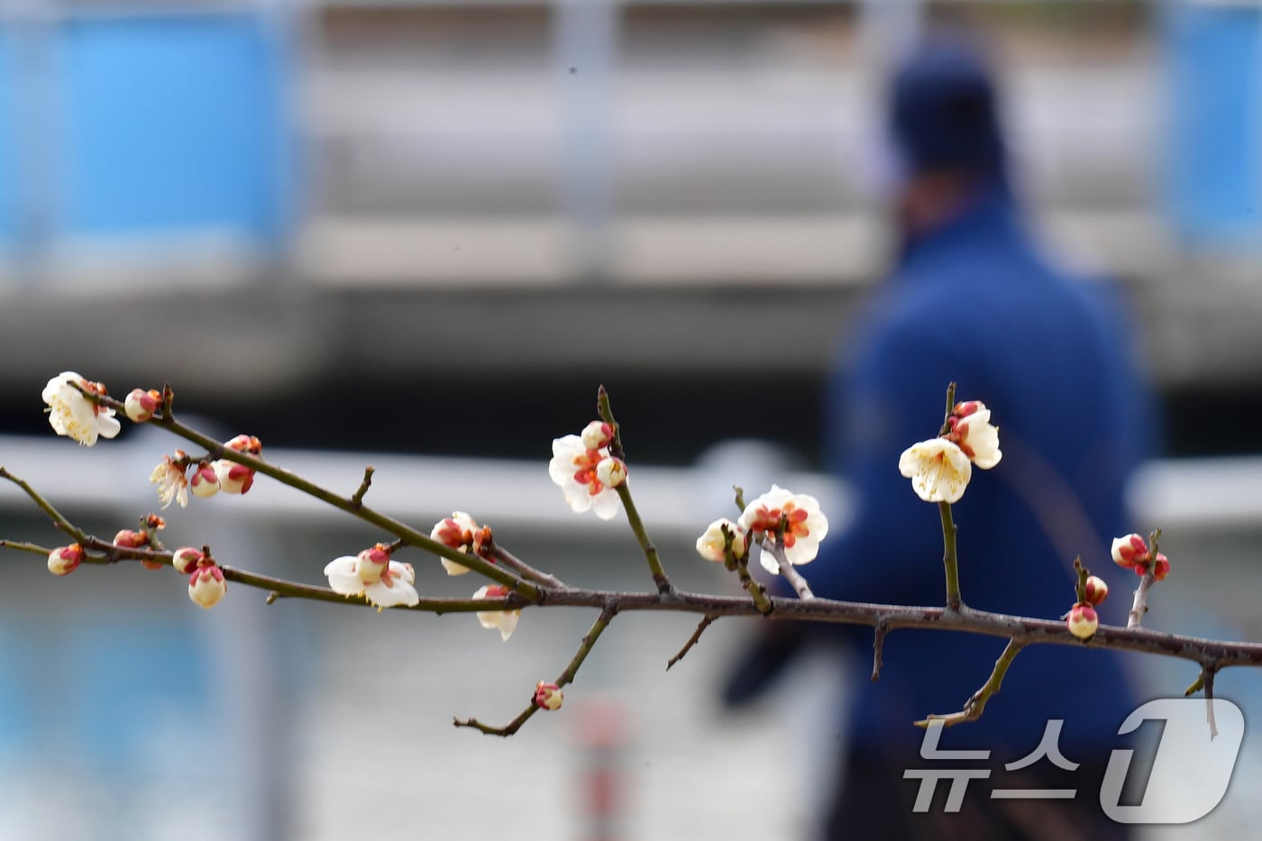 절기상 입춘인 4일 오후 경북 포항시 송도동 포항운하 도로 주변에 봄의 전령사인 매화꽃이 앞다퉈 꽃망을 터뜨리고 있다. 2026.2.4/뉴스1 ⓒ News1 최창호 기자