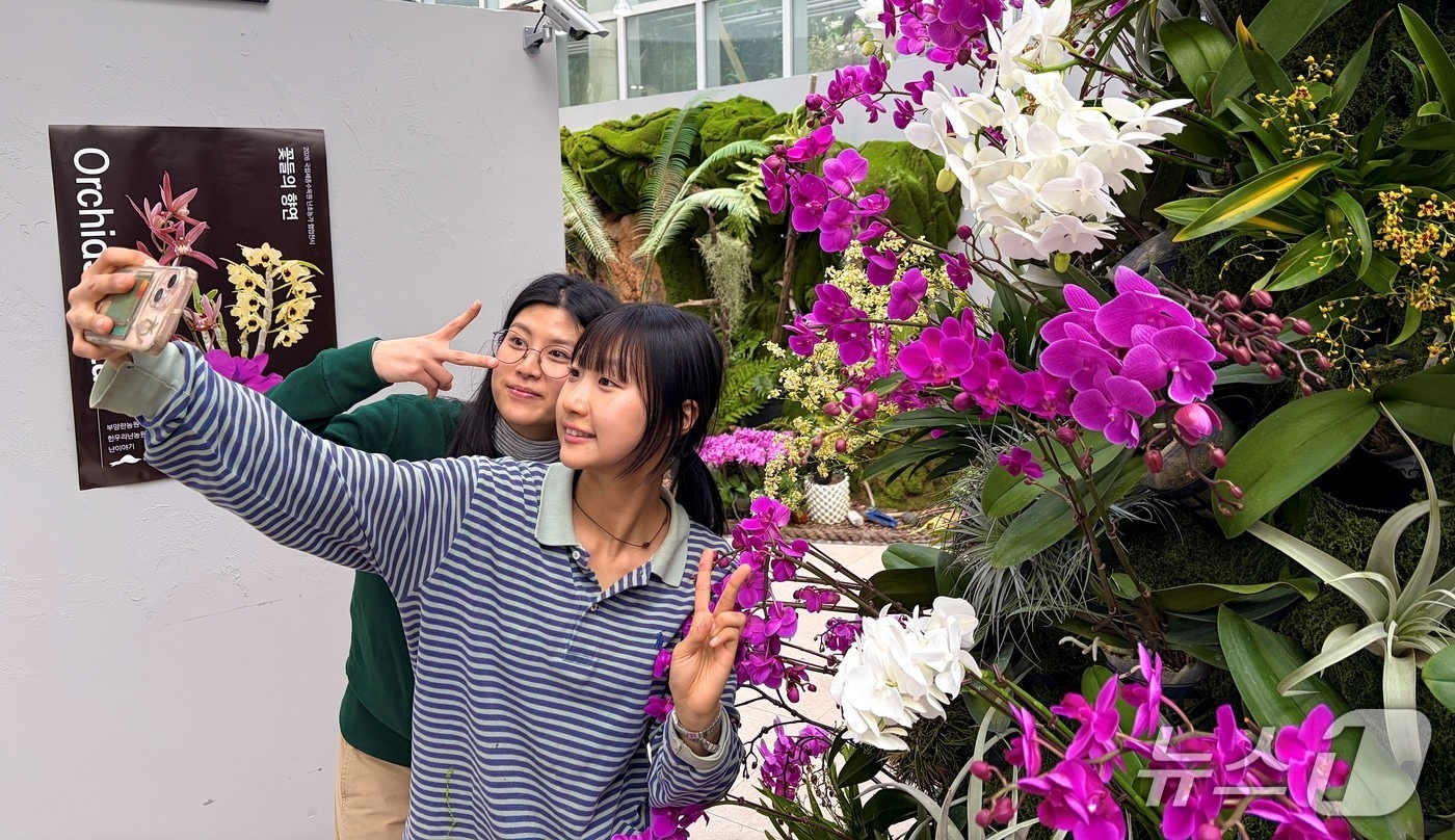 국립세종수목원 사계절전시온실 중앙홀에서 난초 농가 협업 기획전 ‘난초 축제(Orchids Festa): 꽃들의 향연’을 개최한다. (한국수목원정원관리원 제공.재판매 및 DB금지) /뉴스1 