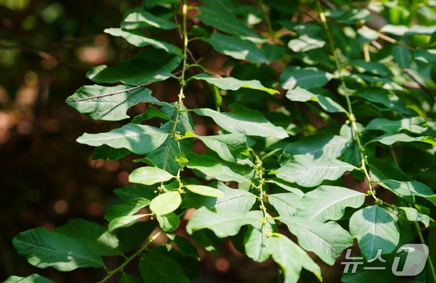 광대싸리(KAIST 제공) /뉴스1