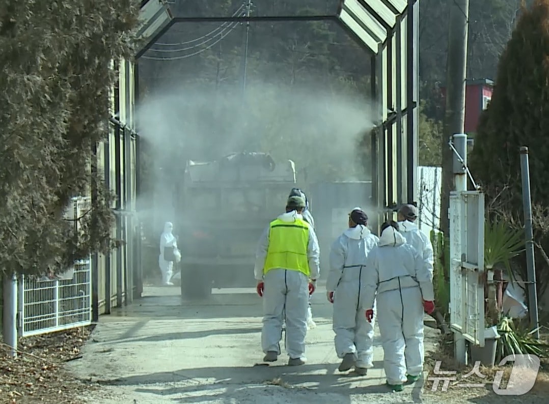 방역당국이 창녕에서 발생한 아프리카돼지열병 확산을 차단하기 위해 농장 출입 차량에 대한 소독을 진행하고 있다.(창녕군 제공. 재판매 및 DB금지)