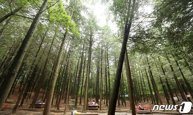 전북 전주시 오송제 편백나무숲./뉴스1