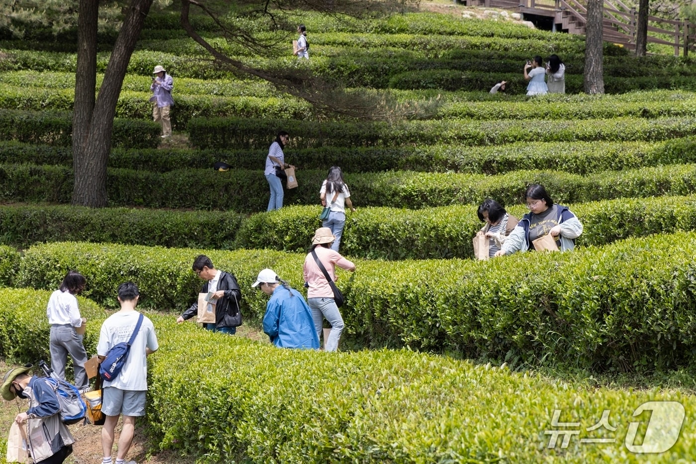 보성다향대축제에 참여한 관광객들이 차밭에서 녹차 잎을 따는 체험을 진행하고 있다. (보성군 제공. 재판매 및 DB금지)