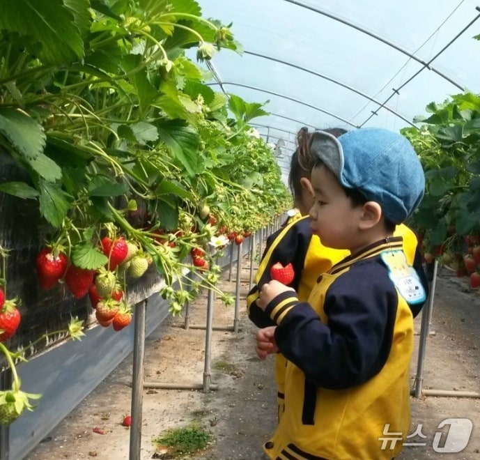 딸기수확체험 모습(논산시 제공.재판매 및 DB금지)/뉴스1